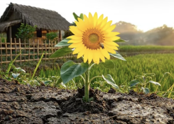 HÀNH TRÌNH PHÁT TRIỂN CỦA CÂY HOA HƯỚNG DƯƠNG ĐÓN TẾT BÍNH NGỌ 2026!